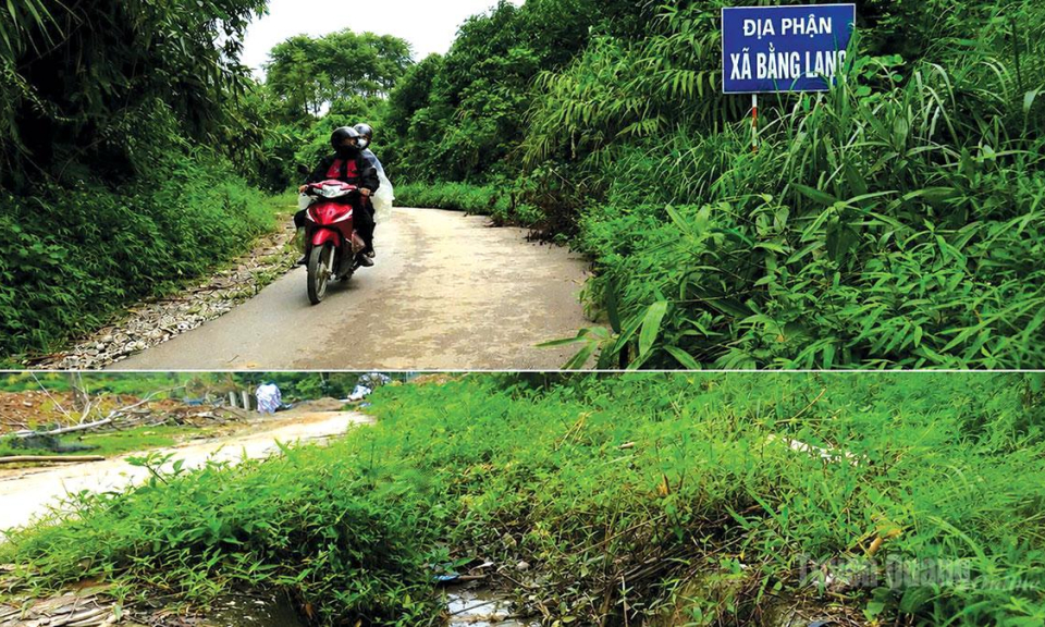 Cỏ mọc um t&ugrave;m tr&ecirc;n tuyến Xu&acirc;n Giang - Bắc Quang