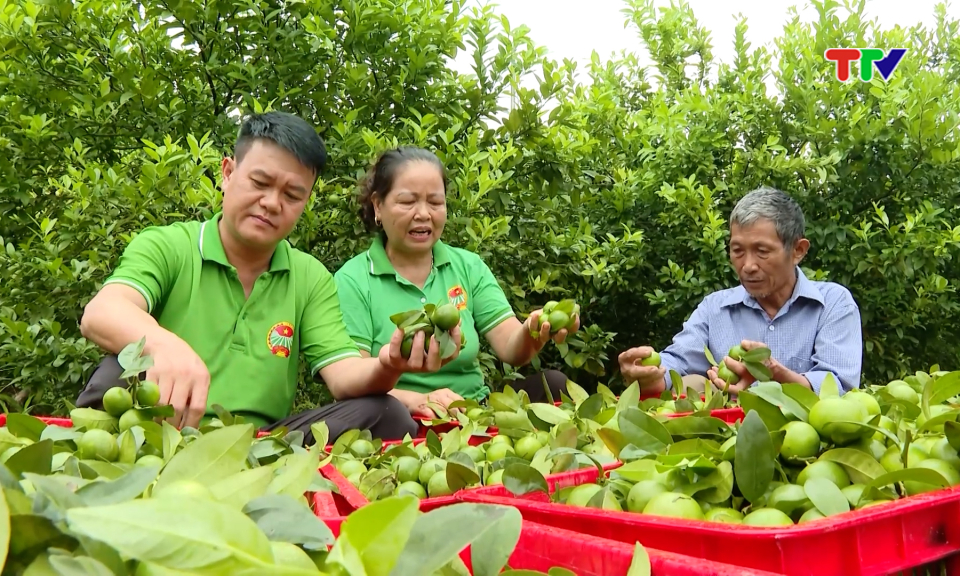 Điểm tựa để hợp t&aacute;c x&atilde; ph&aacute;t triển