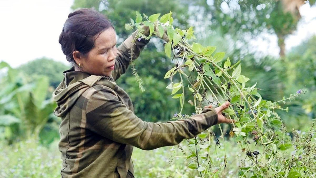 Người dân thu hoạch cây nhân trần.
