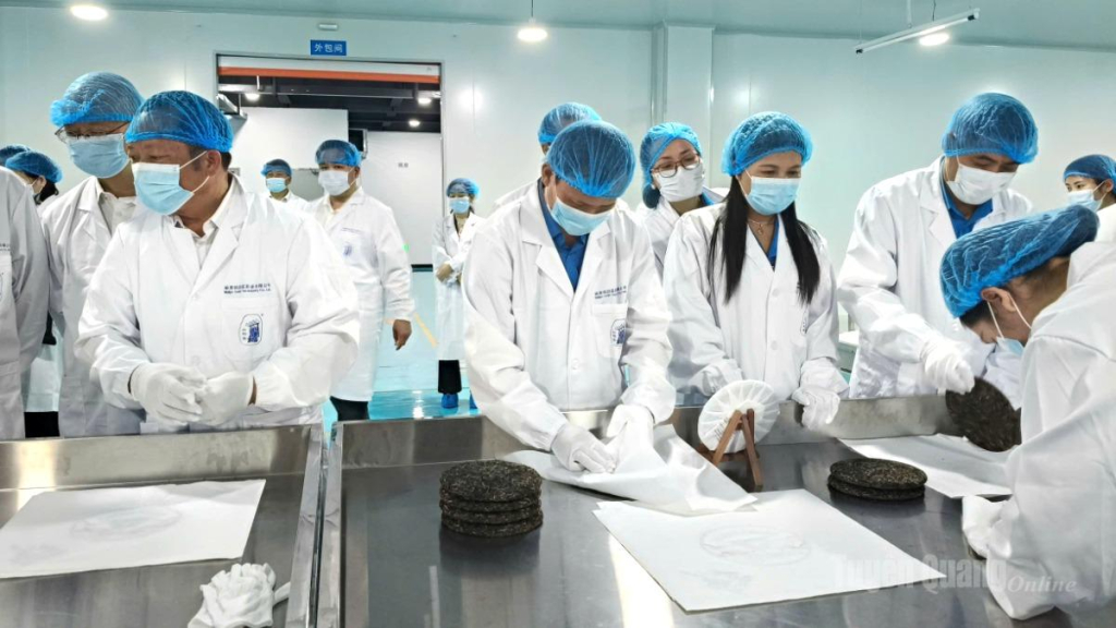 Giao lưu kỹ thuật chế biến, sản xuất trà cổ thụ tại Công ty TNHH Trà Vận Lâm, huyện Malipho.