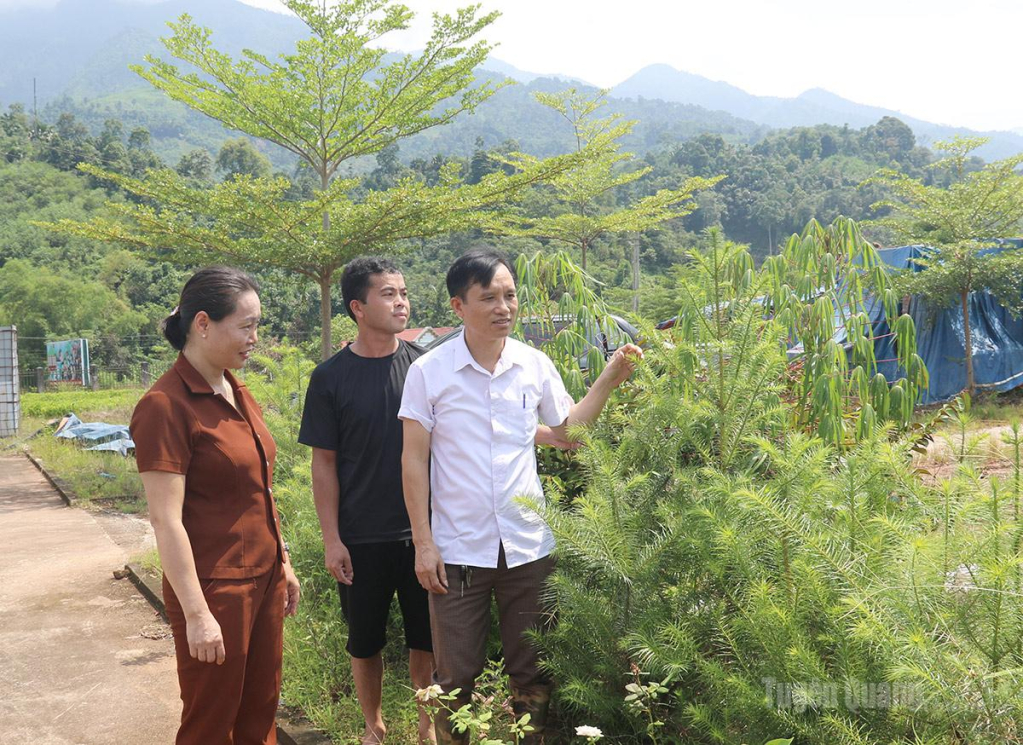 Anh Đỗ Đình Tuân giới thiệu về quá trình ươm, nhân giống cây Ngọc Am.
