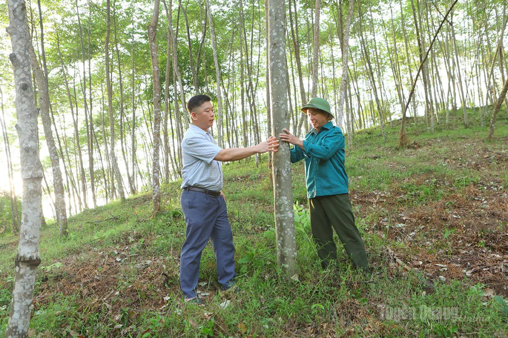 Ông  Lục Văn Hành (bên phải), NCUT thôn Chắng Hạ, xã Hòa An kiểm tra diện tích rừng bồ đề của gia đình.