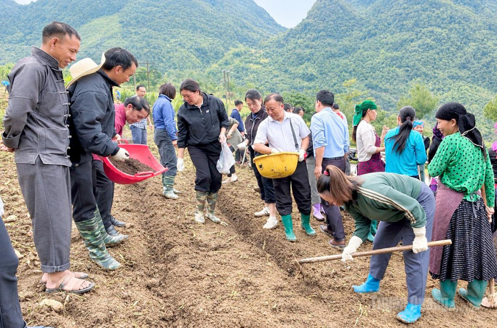 Người dân xã Sà Phìn tích cực gieo trồng cây Tam giác mạch phục vụ lễ hội.