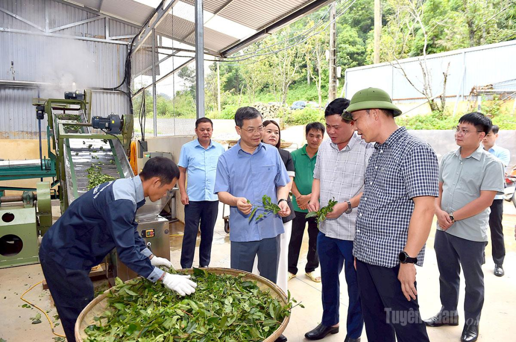 Đồng chí Nguyễn Văn Sơn, Phó Bí thư Tỉnh ủy, Chủ tịch HĐND tỉnh khảo sát mô hình phát triển kinh tế trên địa bàn xã Hồng Thái. 