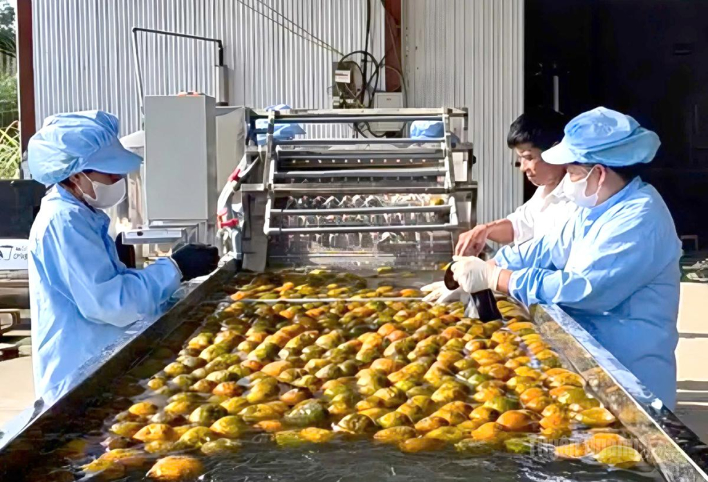 Công nhân Hợp tác xã Thảo Mộc Việt sơ chế các sản phẩm chế biến từ cam.
