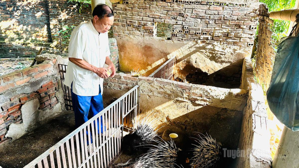 Ông Phan Văn Chiến, Tổ dân phố 20, phường An Tường chăn nuôi nhím mang lại nguồn thu nhập ổn định cho gia đình.