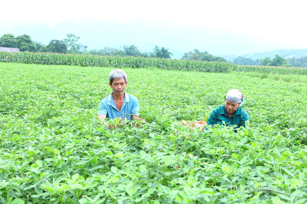 Người dân thôn Minh Lai, xã Minh Quang chăm sóc cây lạc.