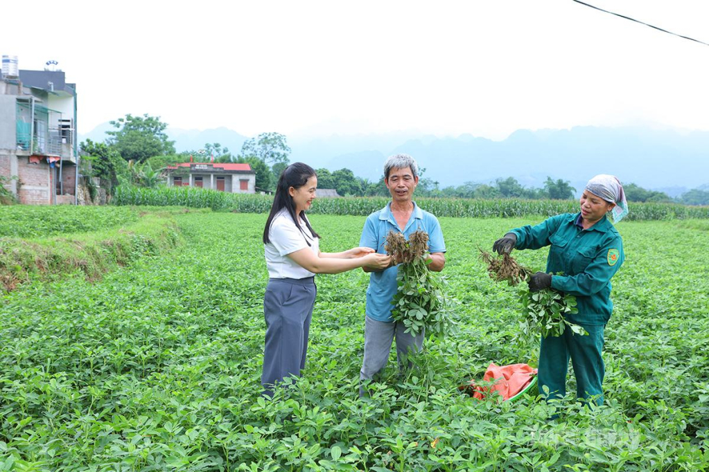 Cán bộ xã Minh Quang kiểm tra chất lượng lạc.
