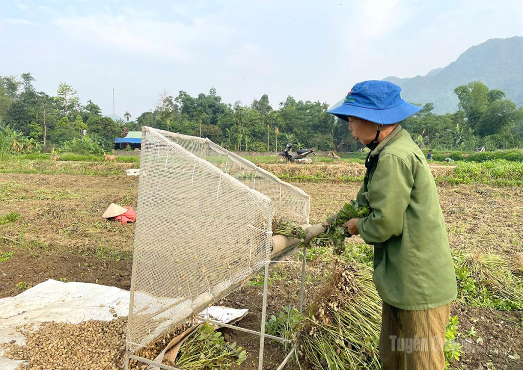 Người dân xã Minh Quang thu hoạch lạc.