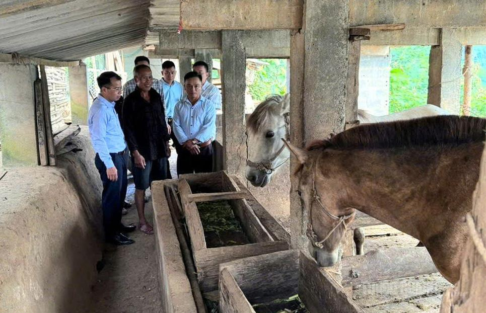 Anh Phàn Văn Tiến (đừng đầu tiên bên tay phải) cùng lãnh đạo xã Giáp Trung tham quan mô hình phát triển chăn nuôi trên địa bàn thôn.