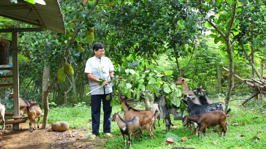 Nuôi dê là hướng đi triển vọng giúp nhiều hộ dân xã Minh Quang nâng cao thu nhập, vươn lên thoát nghèo.