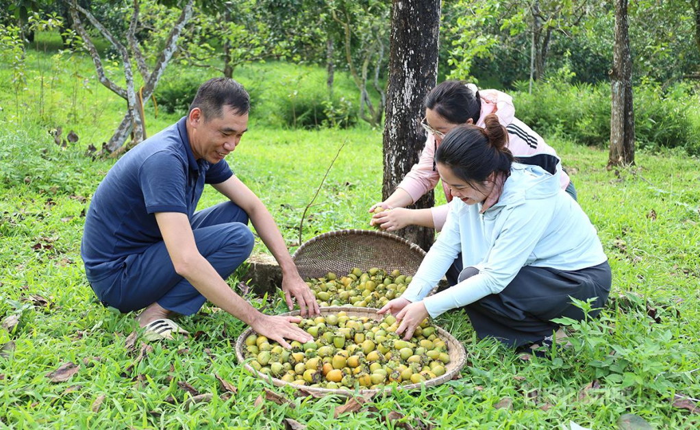 Người dân xã Xuân Vân thu hoạch hồng.