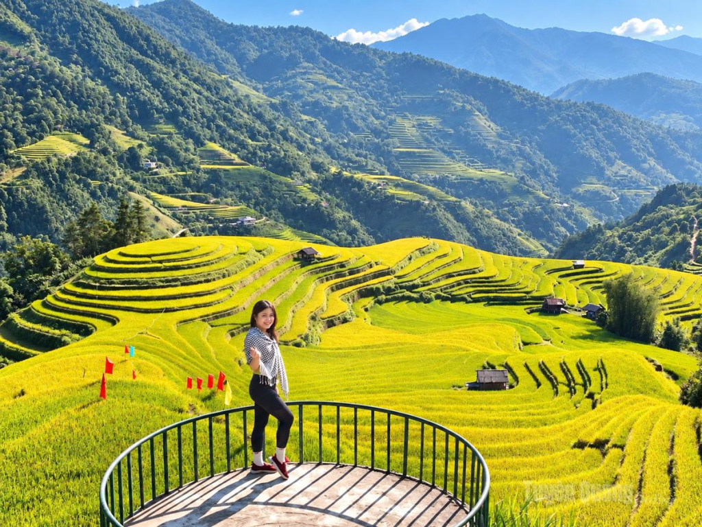 Du khách lưu lại khoảnh khắc đẹp giữa mùa vàng trên đồi mâm xôi Nậm Khòa.
