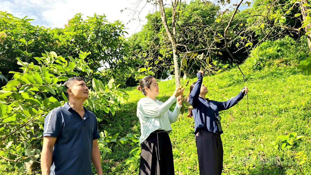 Du khách có thể trải nghiệm tham quan, tự tay hái quả tại vườn, mua về làm quà.