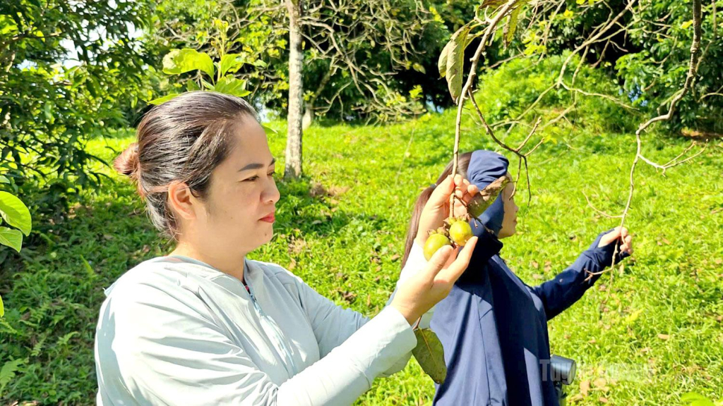 Hồng ngâm Xuân Vân bắt đầu cho thu hoạch từ tháng 8 đến khoảng tháng 10 âm lịch (khoảng tháng 9 – tháng 11 dương lịch).