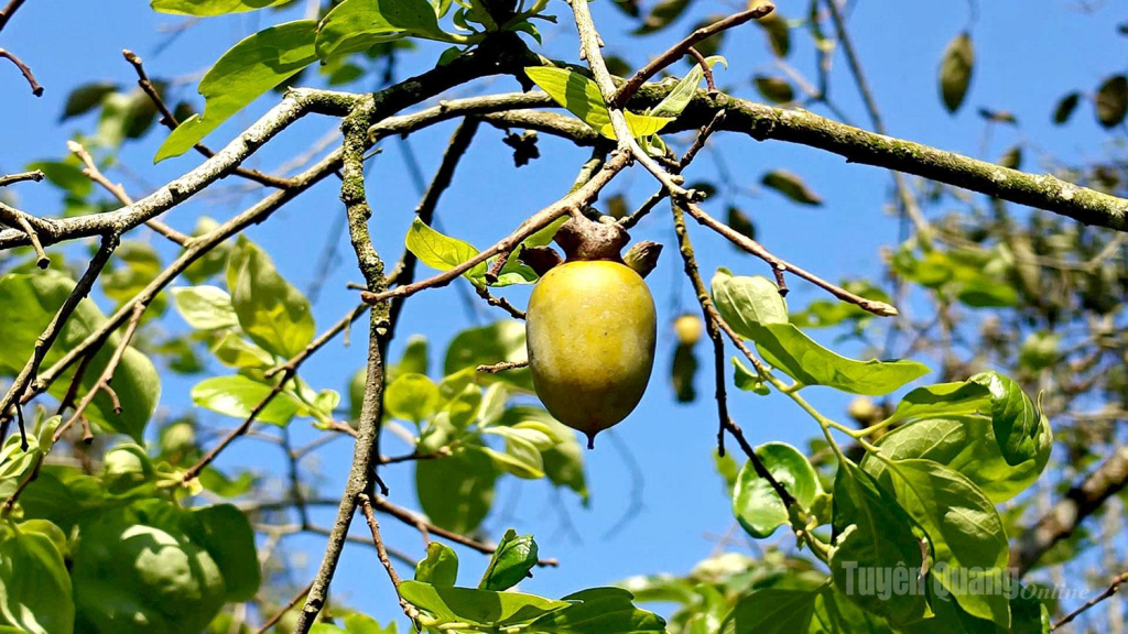 Trong nắng thu, quả hồng càng tích đường nhiều hơn và có vị  ngọt đậm sau khi được ngâm qua nước sạch theo phương pháp truyền thống để khử chát trước khi ăn.