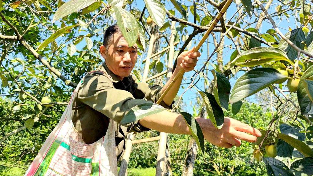Do cây cao và khó thu hoạch nên người được thuê hái hồng có thu nhập khá cao, tiền công trung bình từ 7.000đ-10.000đ/kg quả được thu hái.