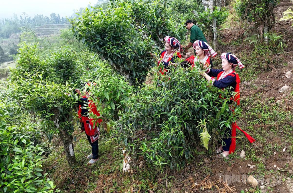 Người Dao đỏ ở Hồ Thầu  thu hoạch chè Shan tuyết.