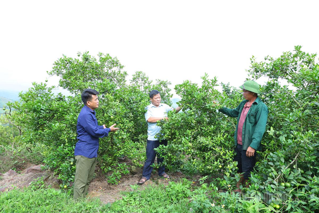 Anh Hà Đức Học (bên trái), Trưởng thôn Hồng Phong, xã Hòa An nắm bắt tình hình phát triển kinh tế từ mô hình trồng chanh tại địa phương.