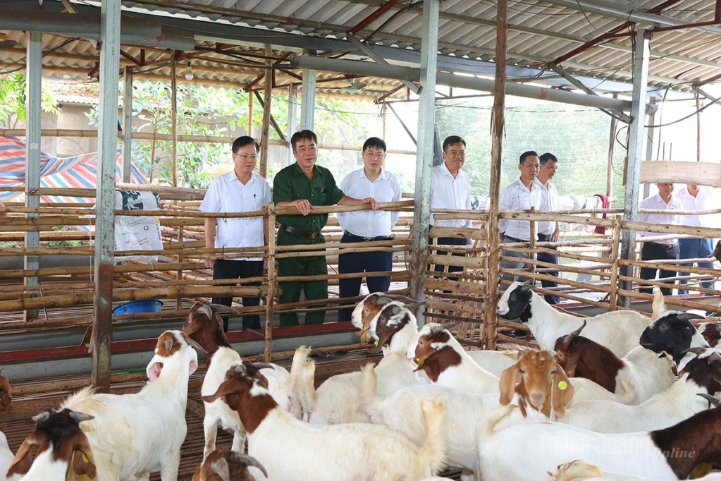Trưởng ban Tổ chức Tỉnh ủy Trần Quang Minh và lãnh đạo xã Hồng Sơn thăm mô hình chăn nuôi dê tại thôn Phú Thị.