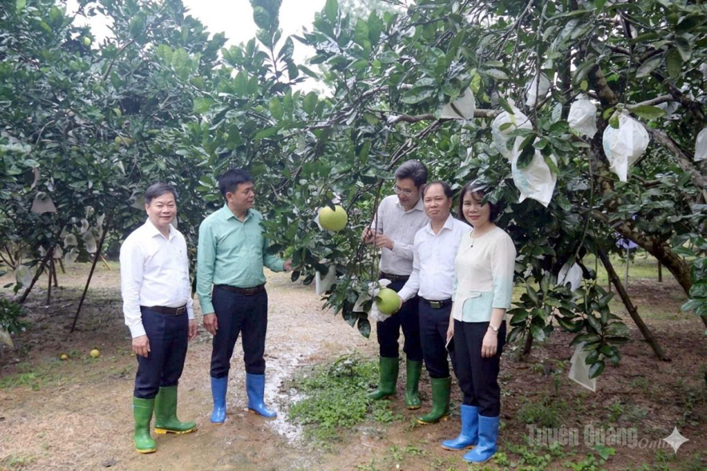 Đề tài nghiên cứu ứng dụng khoa học công nghệ nâng cao chất lượng sản phẩm bưởi Soi Hà đáp ứng tiêu chuẩn xuất khẩu do Sở Khoa học và Công nghệ phối hợp với Viện nghiên cứu Rau quả thuộc Bộ Nông nghiệp và Môi trường thực hiện đã mang lại hiệu quả.