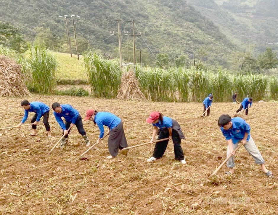 Đoàn thanh niên xã Sà Phìn hỗ trợ người dân làm đất trồng cây Tam giác mạch vụ đông tạo cảnh quan trên địa bàn xã.
