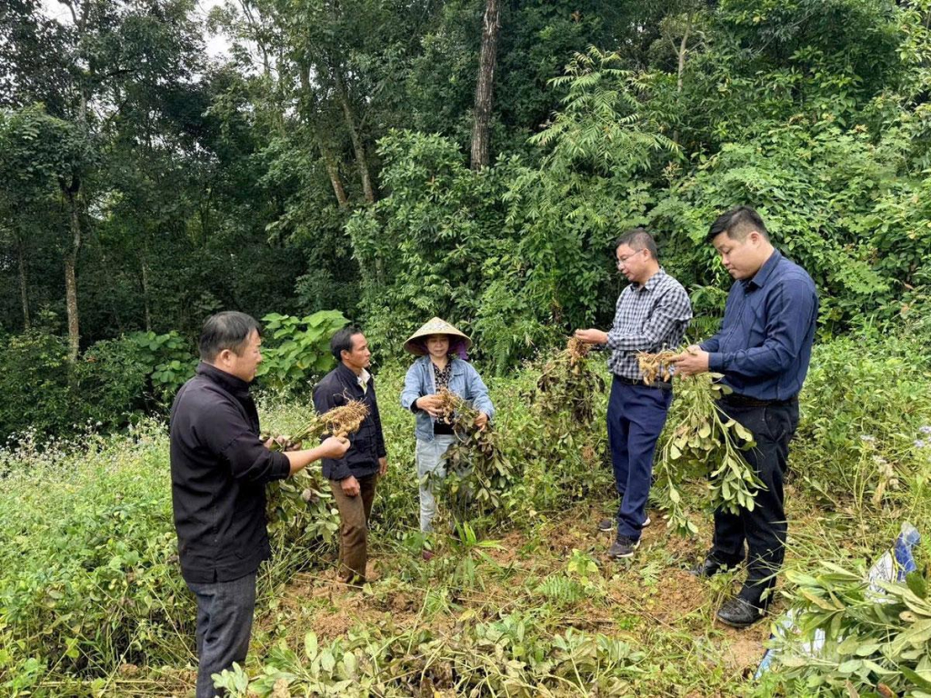Mô hình trồng lạc mang lại hiệu quả cao của xã Lũng Cú.
