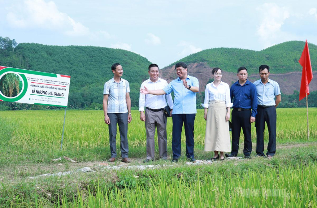 Đồng chí Hà Trung Kiên, Phó Chủ tịch Thường trực Ủy ban MTTQ tỉnh khảo sát mô hình lúa tẻ nương tại thôn Tân An, xã Quang Bình.