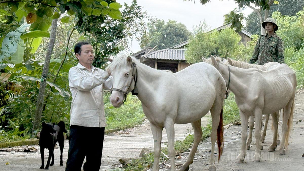 Ổng Bàn Minh Tuấn, thôn Khâu Tràng, xa Hồng Thái chăm sóc đàn ngựa của gia đình.