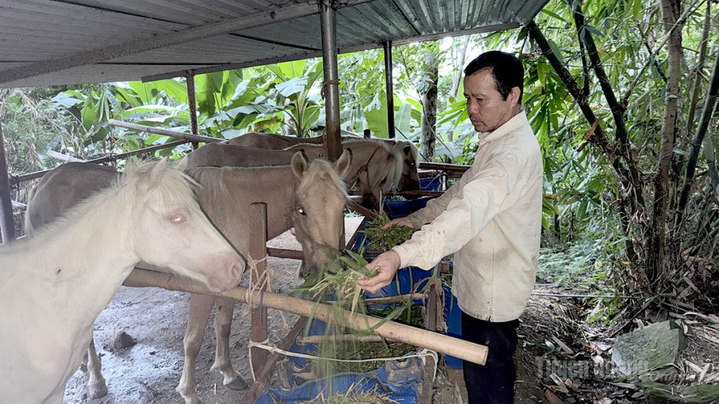 Thức ăn chủ yếu của ngựa là cỏ voi, được trồng nhiều tại thôn Khâu Tràng.