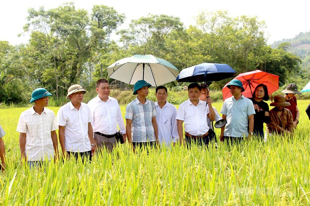Các đại biểu tham quan thực tế vùng sản xuất giống lúa Tẻ nương Hà Giang và các mô hình giống lúa mới.