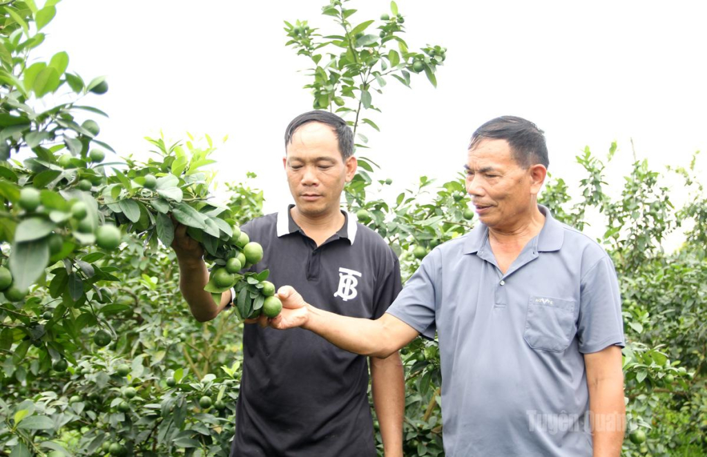 Nhờ sự khuyến khích, động viên của Bí thư Chi bộ Quang nên bà con yên tâm vươn lên làm giàu trên chính mảnh đất quê hương mình.