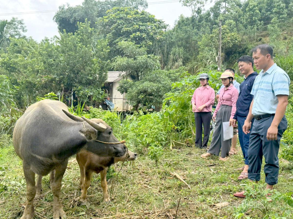 Lãnh đạo xã Vĩnh Tuy kiểm tra hiệu quả việc hỗ trợ nuôi trâu sinh sản từ chương trình giảm nghèo tại thôn Tiến Thành.