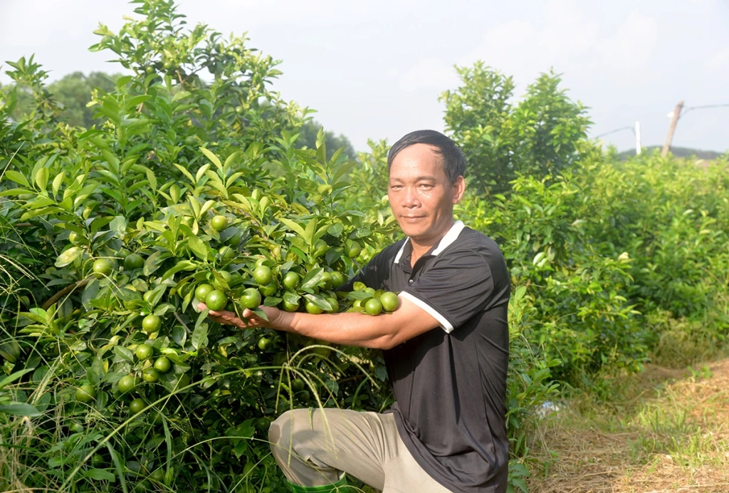 Chanh tứ mùa trên vùng đất đồi ở thôn Cây Nhãn, xã Yên Sơn của anh Triệu Trường Giang.