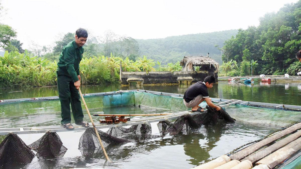 Ông Giang thường xuyên kiểm tra lồng nuôi để  kịp thời phát hiện những  bất thường của đàn cá.