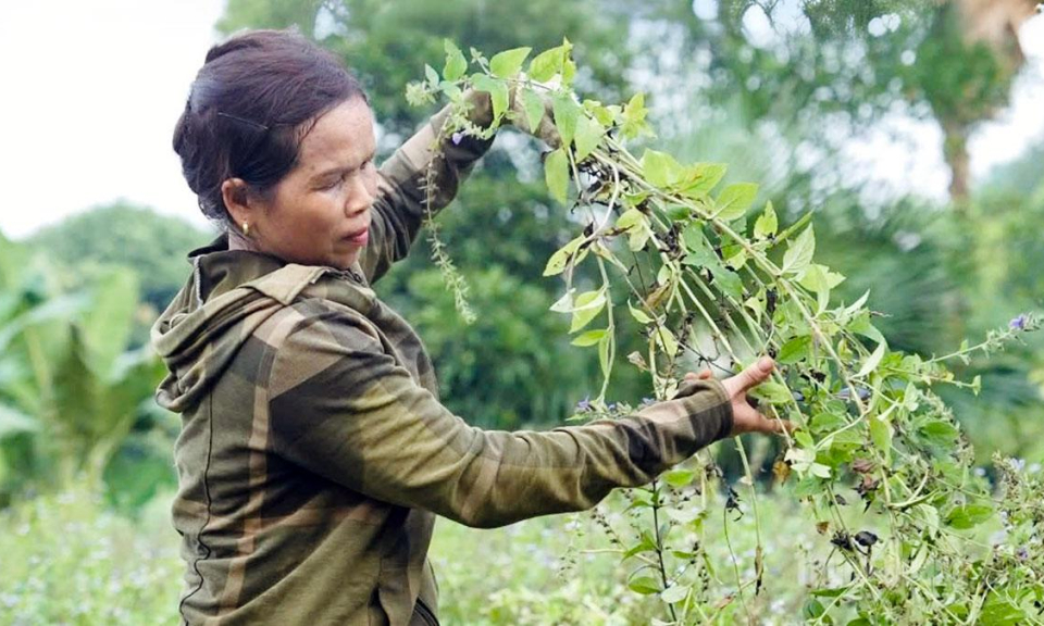 Đ&aacute;nh thức tiềm năng dược liệu qu&yacute;