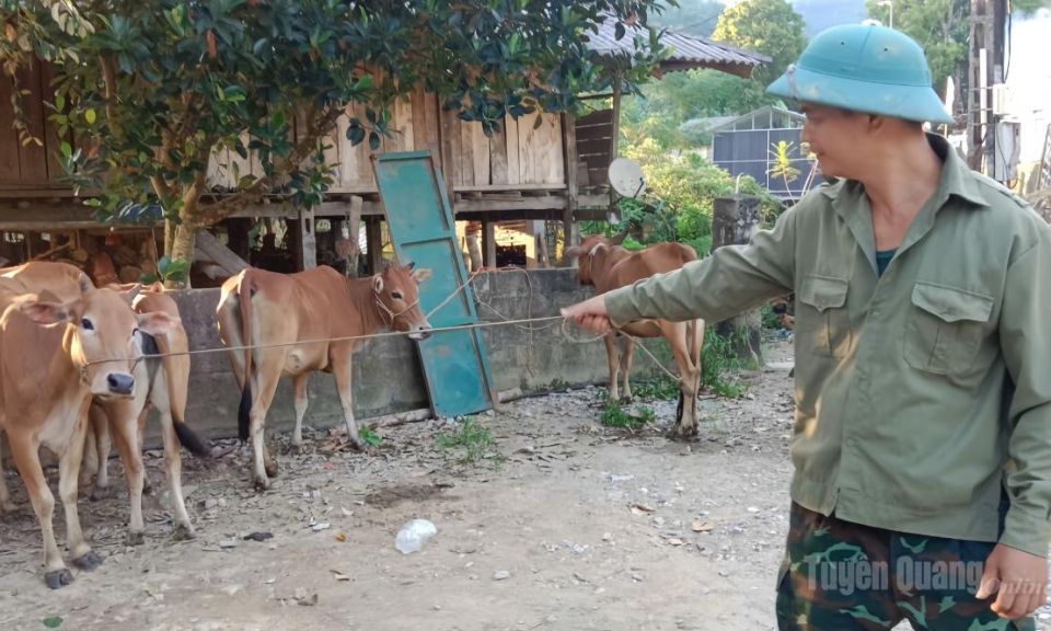 Thượng N&ocirc;ng trao 15 con b&ograve; giống tạo sinh kế cho người d&acirc;n th&ocirc;n N&agrave; T&agrave;