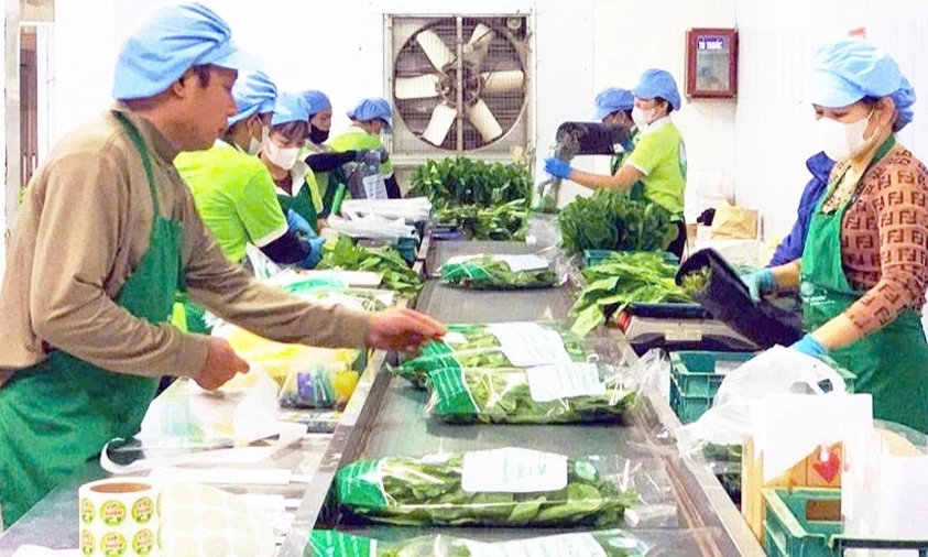 Chủ động nguồn n&ocirc;ng sản cho m&ugrave;a ti&ecirc;u d&ugrave;ng cuối năm