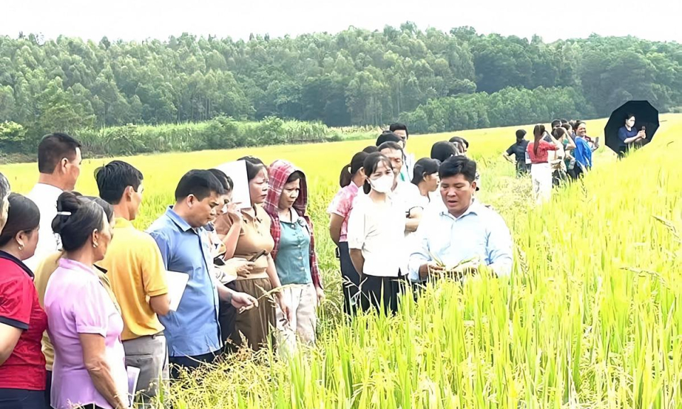270 n&ocirc;ng d&acirc;n x&atilde; Trường Sinh được tập huấn kỹ thuật chăm s&oacute;c, ph&ograve;ng trừ s&acirc;u bệnh