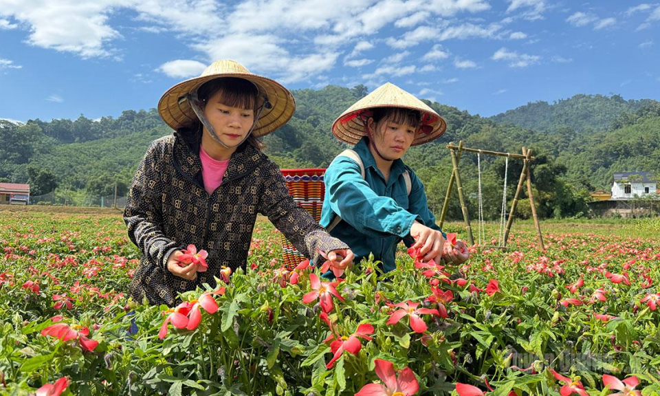 M&ugrave;a s&acirc;m mở lối