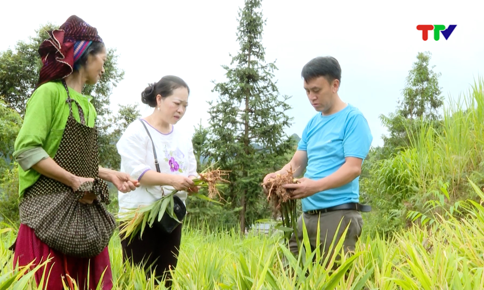 Chọn đ&uacute;ng c&acirc;y, nu&ocirc;i đ&uacute;ng con &ndash; Khơi tiềm năng, tạo sinh kế bền vững