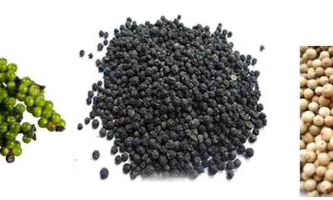 Những gốc ti&ecirc;u 40 năm tuổi v&agrave; &ldquo;tấm căn cước&rdquo; của vị cay xứ Ti&ecirc;n