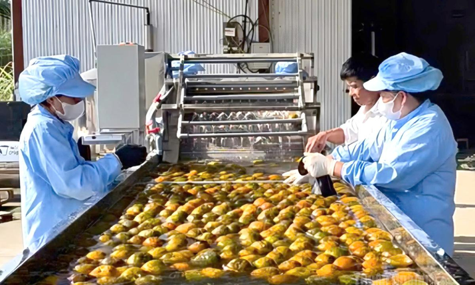 C&ocirc;ng nghệ mở hướng n&acirc;ng cao gi&aacute; trị cam s&agrave;nh H&agrave;m Y&ecirc;n