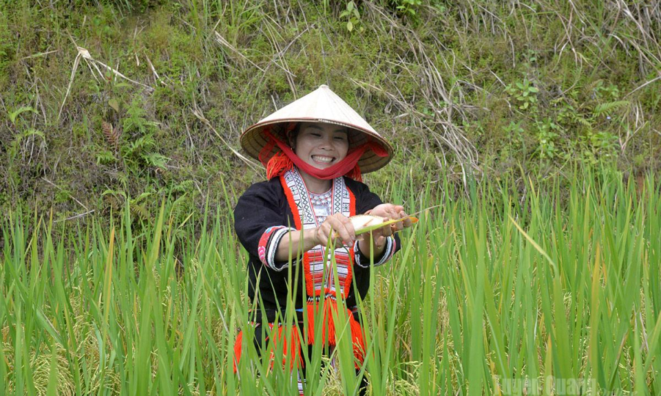 M&ugrave;a c&aacute; ch&eacute;p ruộng