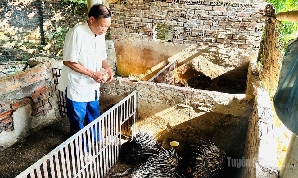 Triển vọng từ nu&ocirc;i nh&iacute;m