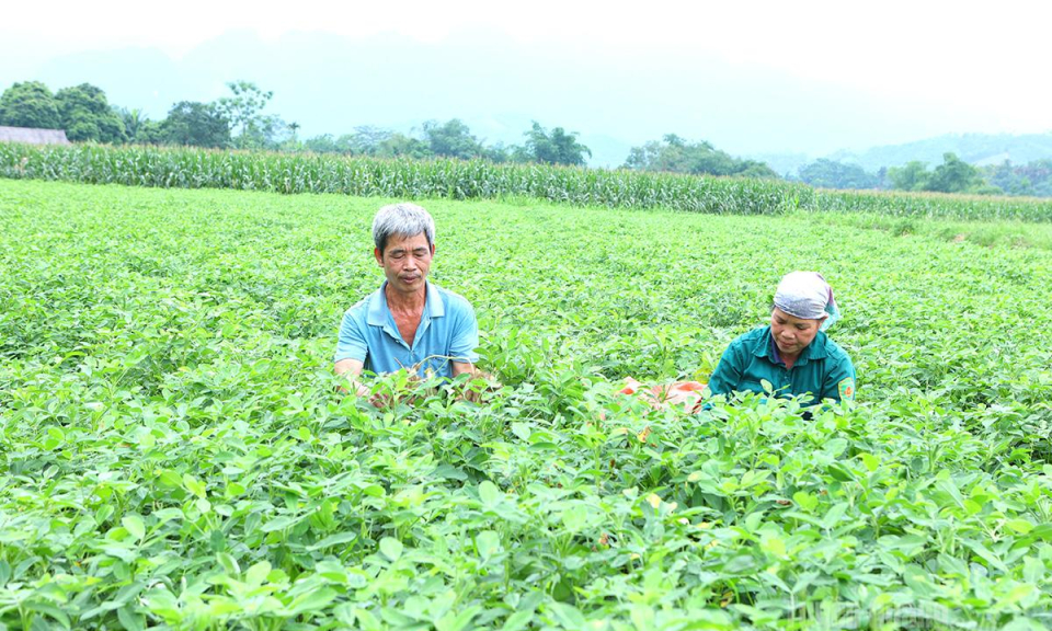 Minh Quang ph&aacute;t triển v&ugrave;ng nguy&ecirc;n liệu lạc h&agrave;ng h&oacute;a