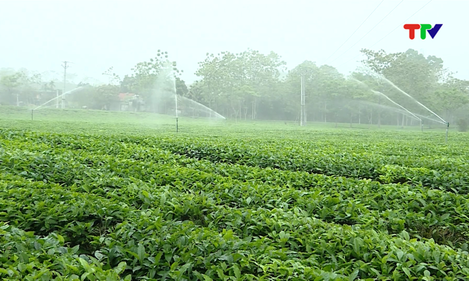 Đảm bảo cung ứng nguy&ecirc;n liệu sạch cho chế biến ch&egrave;.