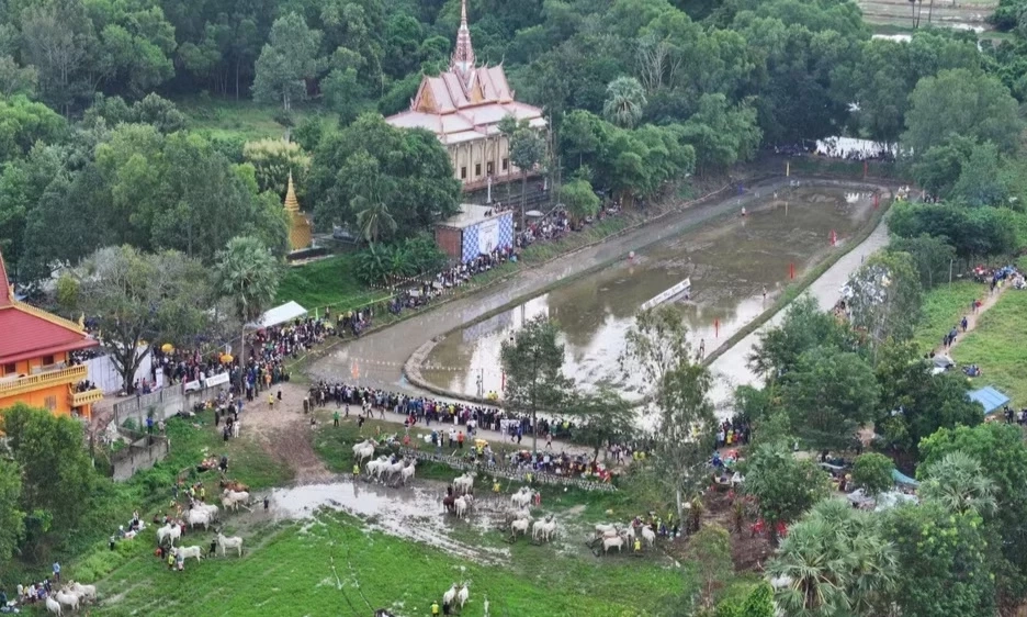 An Giang: H&agrave;o hứng Hội đua b&ograve; truyền thống Ch&ugrave;a R&ocirc;