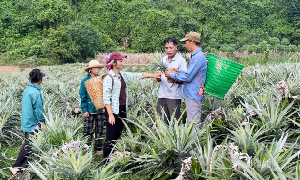 Nh&acirc;n rộng những &ldquo;đầu t&agrave;u&rdquo; kinh tế ở Minh Quang