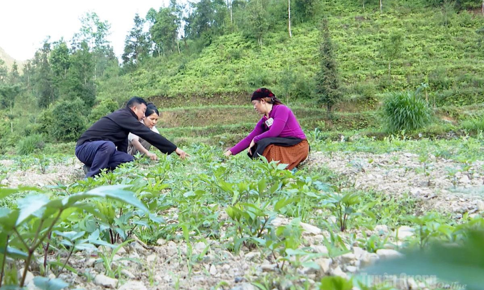 M&ocirc; h&igrave;nh 3 c&acirc;y, 3 con ở Phố Bảng